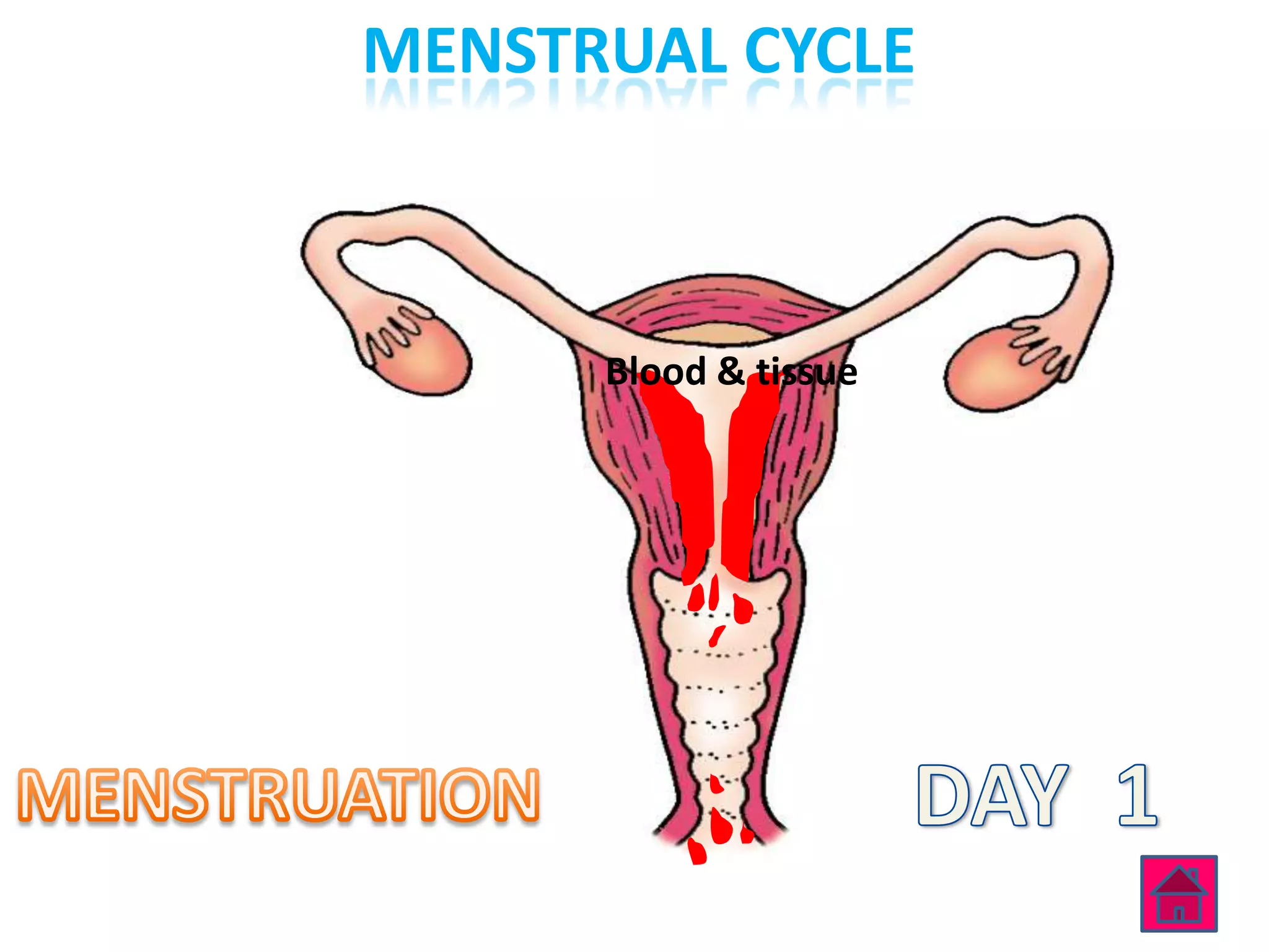 MENSTRUAL CYCLE



      Blood & tissue
 