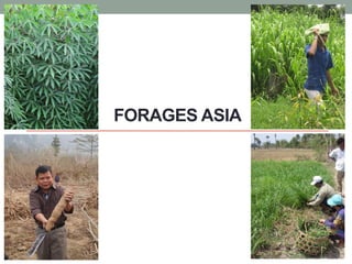 FORAGES ASIA

 