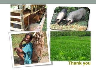 Tiemann  forages Asia overview 