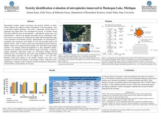 Toxicity identification evaluation of microplastics immersed in Muskegon Lake, Michigan
Abstract
Microplastics pollute aquatic ecosystems and develop biofilms on them,
which enhances the sorption of other contaminants to the microplastic, such
as persistent organic pollutants. This poses a potentially serious threat to
organisms that ingest them. We investigate the toxicity of biofilms eluted
from three different types of microplastics – polyethylene, polystyrene, and
polypropylene – placed in the pelagic and benthic layers in Muskegon Lake.
The toxicity was assessed by measuring the length and developmental stage
of the nematode Caenorhabditis elegans. Approximately 10 synchronized L1
nematodes were exposed to each sample in a 96 well microliter plate at 20
degrees Celsius. After 72 hours, worms were heat-killed and dyed with Rose
Bengal. Worms were imaged and their lengths were determined using ImageJ
software. The elutriate reduced development in a dose dependent manner.
Elutriates were modified to exclude different classes of toxicants – ammonia,
organic pollutants, particulates matter etc. Preliminary findings showed
biofilm toxicity was reduced the most after being modified by filtration and
C18-solid phase extraction for the two highest doses – 25% and 50%.
Biofilms eluted from plastics in the benthic locations were more toxic
compared to biofilms from plastics in the pelagic location. Ongoing toxicity
identification evaluation seeks to identity the physicochemical characteristics
of the biofilms, and the identity of toxicants.
Methods
Results
Jeannie Kane, Sofia Vozza, & Babasola Fateye, Department of Biomedical Sciences, Grand Valley State University
Figure 1. (a) Study site: Muskegon Lake. In situ exposure of microplastics were
placed in specially designed containers (b) , to keep them in place while
allowing lake water to flow through. Containers were placed at pelagic (F) and
near benthic (C & H) locations in Muskegon Lake in summer 2018 and retrieved
after 3 months (c).
Picture Credit: https://www.gvsu.edu/wri/director/plastic-debris-as-an-exposure-
source-for-persistent-88.htm.
• Suspend beads in K. Medium
• Vortex on high 10 min
• Obtain eluted biofilm (elutriate)
Development assay, 72 hours
Figure 2. (a) Sequential toxicity identification and evaluation (TIE). Biofilm eluted from microplastics
were modified sequentially (NFESC, 2003). (b). Schematic for toxicity assays (morphometry and
survival) in Caenorhabditis elegans. Briefly, 10 synchronized larval (L1) staged C. elegans were
exposed to unmodified and modified microplastic elutriate. After for 72 hours, worms were then heat
killed, stained with Rose Bengal, and length measured (Hoss et al, . 2011; Donken & Dusselberry, 1993)
Conclusions
To rule out classes of toxicants, a step wise approach was taken as in Figure 2.
For a 25% dilution of biofilm, toxicity levels remained the about the same for the
biofilm itself, and after the addition of sodium thiosulfate and EDTA. After
filtration, toxicity was greatly reduced, and reduced more after C18 SPE (Table 1
& Figure 3). This outcome indicates toxicity is likely due to particulate factors
and organic pollutants. Further investigative methods may be used to further
characterize the toxicants.
Literature Cited
NFESC. 2003. Guide for Planning and Conducting Sediment Pore Water Toxicity Identification
Evaluations (TIE) to Determine Causes of Acute Toxicity at Navy Aquatic Site. Retrieved from
https://www.navfac.navy.mil/content/dam/navfac/.
Delatolla ...Tufenkji N. Rapid and reliable quantification of biofilm weight and nitrogen content of
biofilm... polystyrene beads. Water Res. 2008;42: 3082-3088
Höss S ...Transpurger, W.. Toxicity of ingested cadmium to the nematode Caenorhabditis elegans.
Environ Sci Technol. 2011;45(23):10219-10225. Donkin & Dusenbery. A soil toxicity test using the
nematode C elegans and an effective method of recovery. Arch Environ Contam Toxicol. 1993;25(2):145-
151
We thank Drs. Rick Rediske and Al Steinman, AWRI for the microplastics & GVSU Office
Undergraduate Research for funding.
Figure 3. There was a dose dependent toxicity in most elutriates. The graph above
shows the acute toxicity of 4 dilutions of the elutriate from polypropylene
microplastics retrieved after 3 months in location H.
Table 1. Relative impact of sequential elutriate modification on toxicity.
Modification: metal chelation - sodium thiosulfate and/or EDTA was added; filtration: glass fiber
microfilter; Solid phase extraction: C18 HLB column. *** P< 0.001 (t-test) ; ** P< 0.01; * P<
0.05; NS Not significant ; Δ 25%; # 50%
(a)
(a) (b)
(c)
(b)
Elute
biofilm
3
months
Elutriate
Delatolla'R,'Berk'D,'Tufenkji'N.'
Water'Res.'2008;42(12):3082A88)'
Unknown
substances
Microorganisms
Absorbed/dissolved
organic pollutants
Associated inorganic chemicals
Macroorganisms
 