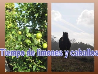 Tiempo de limones y caballos 