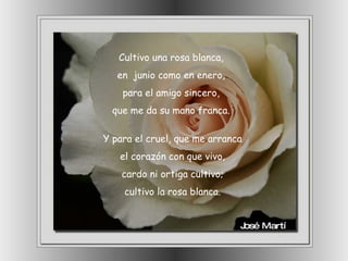 Cultivo una rosa blanca, en  junio como en enero, para el amigo sincero, que me da su mano franca. Y para el cruel, que me arranca el corazón con que vivo, cardo ni ortiga cultivo; cultivo la rosa blanca. José Martí 