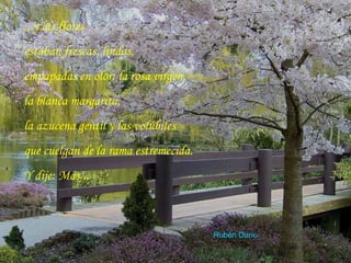 ...y las flores estaban frescas, lindas, empapadas en olor: la rosa virgen, la blanca margarita, la azucena gentil y las volúbiles que cuelgan de la rama estremecida. Y dije: Más... Rubén Darío 