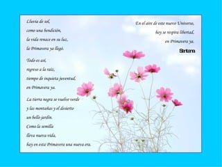 Lluvia de sol, como una bendición, la vida renace en su luz, la Primavera ya llegó. Todo es así, regreso a la raíz, tiempo de inquieta juventud, en Primavera ya. La tierra negra se vuelve verde y las montañas y el desierto un bello jardín. Como la semilla  lleva nueva vida, hay en esta Primavera una nueva era. En el aire de este nuevo Universo, hoy se respira libertad, en Primavera ya. Santana 