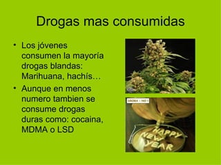 Drogas mas consumidas Los jóvenes consumen la mayoría drogas blandas: Marihuana, hachís… Aunque en menos numero tambien se consume drogas duras como: cocaina, MDMA o LSD  