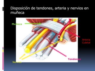 Disposición de tendones, arteria y nervios en
muñeca


Muñeca




                                            Arteria
                                            Cubital




                                 Tendones
 Nervios
 
