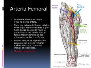 Nervio   Vena

Arteria Femoral                           Crural   Femoral




   La arteria femoral es la que
    irriga la pierna entera.
   Nace por debajo del hueso pélvico
    en la ingle, siendo bastante super-
    ficial. Luego desciende hacia la                 Arteria
    parte interna del muslo y en el                  Femoral
    tercio inferior penetra en los
    músculos y se hace profunda.
   En su salida en la ingle está en
    contacto con la vena femoral
    y el nervio crural, que va a
    inervar al cuadriceps.
   Muerte: Hasta 3 min
 