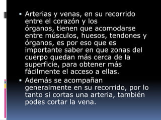  Arterias y venas, en su recorrido
  entre el corazón y los
  órganos, tienen que acomodarse
  entre músculos, huesos, tendones y
  órganos, es por eso que es
  importante saber en que zonas del
  cuerpo quedan más cerca de la
  superficie, para obtener más
  fácilmente el acceso a ellas.
 Además se acompañan
  generalmente en su recorrido, por lo
  tanto si cortas una arteria, también
  podes cortar la vena.
 