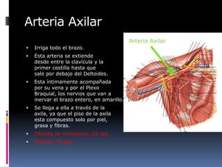 Arteria Axilar
                                            Arteria Axilar
   Irriga todo el brazo.
   Esta arteria se extiende
    desde entre la clavícula y la
    primer costilla hasta que
    sale por debajo del Deltoides.
   Esta íntimamente acompañada
    por su vena y por el Plexo
    Braquial, los nervios que van a
    inervar el brazo entero, en amarillo.
   Se llega a ella a través de la
    axila, ya que el piso de la axila
    esta compuesto solo por piel,
    grasa y fibras.
   Pérdida de conciencia: 20 seg
   Muerte: 40 seg
 