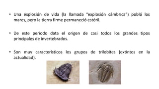 • Una explosión de vida (la llamada “explosión cámbrica”) pobló los
mares, pero la tierra firme permaneció estéril.
• De este periodo data el origen de casi todos los grandes tipos
principales de invertebrados.
• Son muy característicos los grupos de trilobites (extintos en la
actualidad).
 