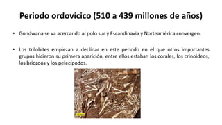 Periodo ordovícico (510 a 439 millones de años)
• Gondwana se va acercando al polo sur y Escandinavia y Norteamérica convergen.
• Los trilobites empiezan a declinar en este periodo en el que otros importantes
grupos hicieron su primera aparición, entre ellos estaban los corales, los crinoideos,
los briozoos y los pelecípodos.
 