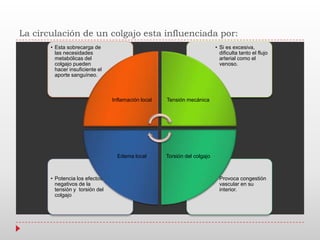 La circulación de un colgajo esta influenciada por:
• Provoca congestión
vascular en su
interior.
• Potencia los efectos
negativos de la
tensión y torsión del
colgajo
• Si es excesiva,
dificulta tanto el flujo
arterial como el
venoso.
• Esta sobrecarga de
las necesidades
metabólicas del
colgajo pueden
hacer insuficiente el
aporte sanguíneo.
Inflamación local Tensión mecánica
Torsión del colgajoEdema local
 