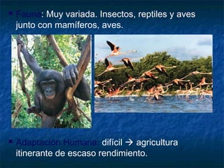  Fauna: Muy variada. Insectos, reptiles y aves
junto con mamíferos, aves.
 Adaptación Humana: difícil  agricultura
itinerante de escaso rendimiento.
 
