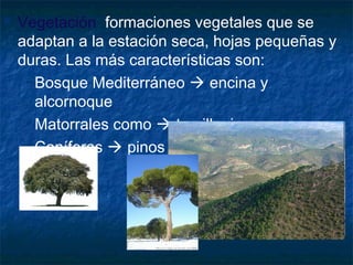  Vegetación: formaciones vegetales que se
adaptan a la estación seca, hojas pequeñas y
duras. Las más características son:
 Bosque Mediterráneo  encina y
alcornoque
 Matorrales como  tomillo, jara y romero
 Coníferas  pinos
 