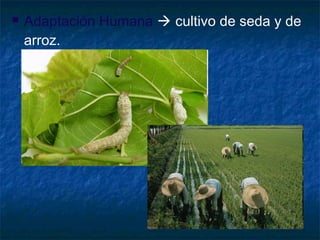  Adaptación Humana  cultivo de seda y de
arroz.
 