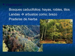  Vegetación:
• Bosques caducifolios: hayas, robles, tilos
• Landas  arbustos como: brezo
• Praderas de hierba
 