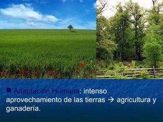  Adaptación Humana: intenso
aprovechamiento de las tierras  agricultura y
ganadería.
 