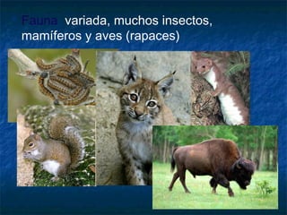  Fauna: variada, muchos insectos,
mamíferos y aves (rapaces)
 