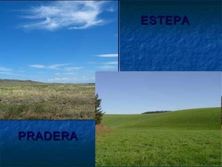 ESTEPAESTEPA
PRADERAPRADERA
 