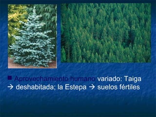  Aprovechamiento humano variado: Taiga
 deshabitada; la Estepa  suelos fértiles
 