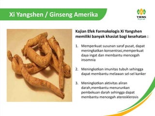 Xi Yangshen / Ginseng Amerika
Kajian Efek Farmakologis Xi Yangshen
memiliki banyak khasiat bagi kesehatan :
1. Memperkuat susunan saraf pusat, dapat
meningkatkan konsentrasi,memperkuat
daya ingat dan membantu mencegah
insomnia
2. Meningkatkan imunitas tubuh sehingga
dapat membantu melawan sel-sel kanker
3. Meningkatkan aktivitas aliran
darah,membantu menurunkan
pembekuan darah sehingga dapat
membantu mencegah aterosklerosis
 