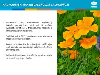 ZINC and its influence on human bodyKALIFORNIJSKI MAK (ESCHSCHOLZIA CALIFORNICA)
• Kalifornijski mak (Eschscholzia californica),
također poznat kao zlatni mak ili sunčeva
svjetlost, koristi se u tradicionalnoj medicini u
mnogim različitim kulturama.
• Sadrži vitamine C i E, nezasićene masne kiseline te
magnezijeve i željezne soli.
• Prema znanstvenim istraživanjima kalifornijski
mak pomaže kod opuštanja i poboljšava kvalitetu
prirodnog sna.
• Kalifornijski mak vam pomaže da se mirno nosite
sa stresnim načinom života.
 