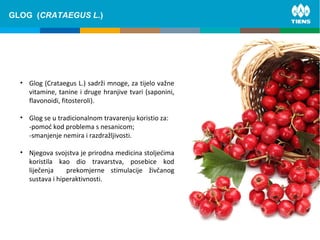 ZINC and its influence on human bodyGLOG (CRATAEGUS L.)
• Glog (Crataegus L.) sadrži mnoge, za tijelo važne
vitamine, tanine i druge hranjive tvari (saponini,
flavonoidi, fitosteroli).
• Glog se u tradicionalnom travarenju koristio za:
-pomoć kod problema s nesanicom;
-smanjenje nemira i razdražljivosti.
• Njegova svojstva je prirodna medicina stoljećima
koristila kao dio travarstva, posebice kod
liječenja prekomjerne stimulacije živčanog
sustava i hiperaktivnosti.
 