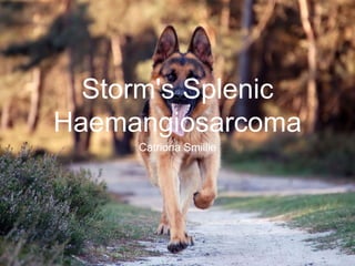 Storm's Splenic
Haemangiosarcoma
Catriona Smillie
 