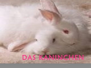 DAS KANINCHEN 