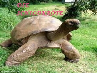DIE SCHILDKRÖTE 