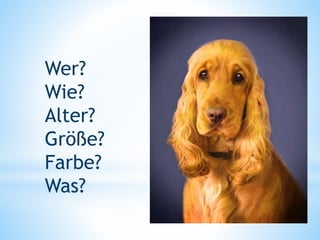 Wer?
Wie?
Alter?
Größe?
Farbe?
Was?