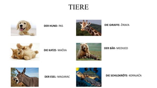 TIERE
DER HUND- PAS
DIE KATZE- MAČKA
DER ESEL- MAGARAC
DIE GIRAFFE- ŽIRAFA
DER BÄR- MEDVJED
DIE SCHILDKRÖTE- KORNJAČA