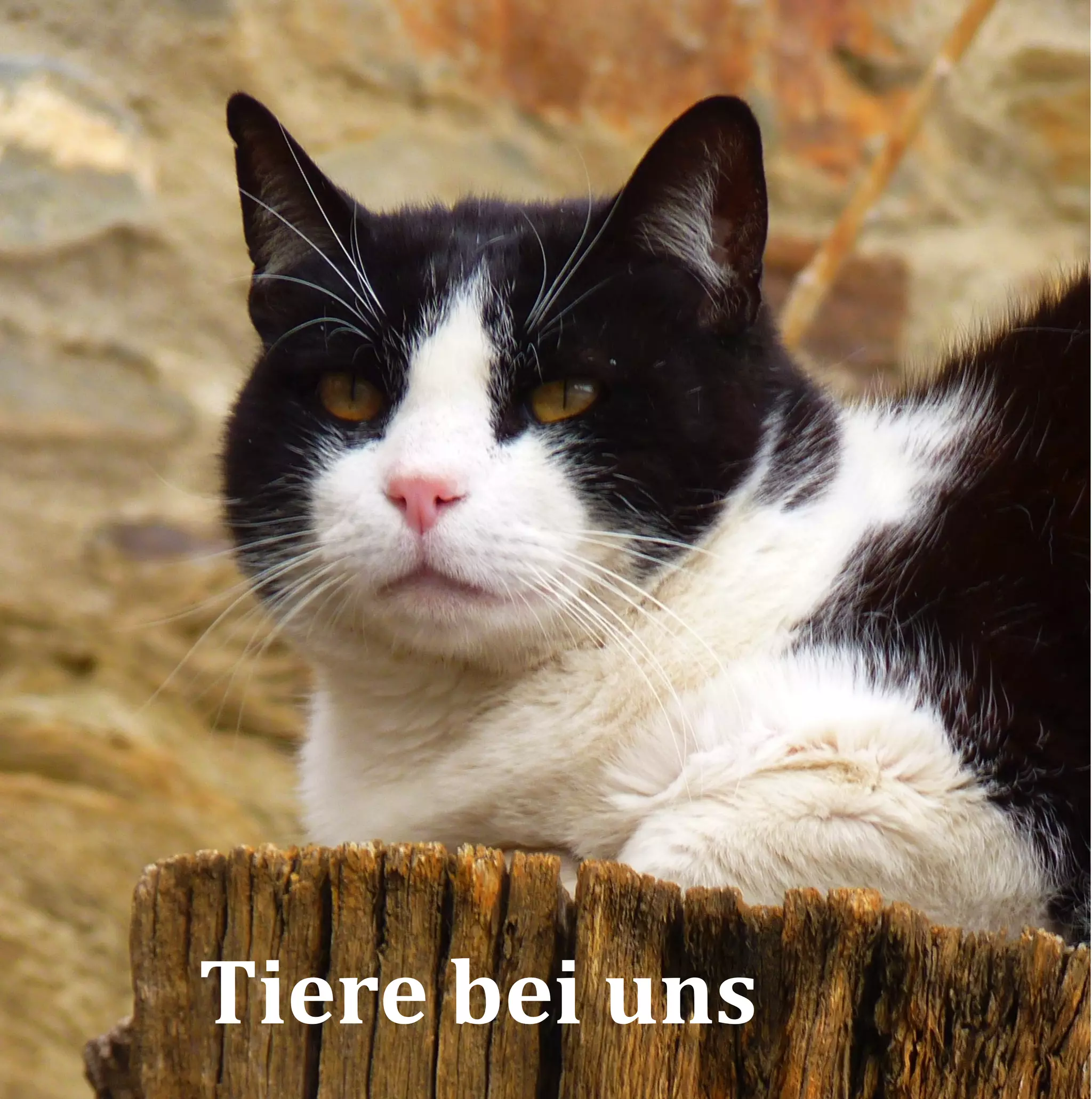 Tiere bei uns