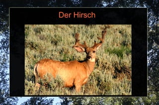 Der Hirsch 