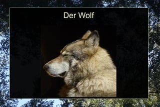 Der Wolf 