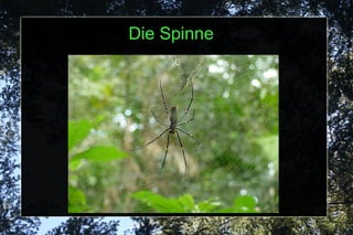 Die Spinne 