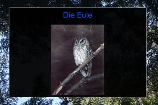 Die Eule 