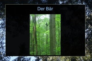 Der B ä r 