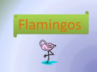 Flamingos

 