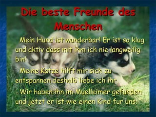 Die beste Freunde des Menschen Mein Hund ist wunderbar! Er ist so klug und aktiv dass mit ihm ich nie langweilig bin! Meine Katze hilft mir sich zu entspannen deshalb liebe ich ihr. Wir haben ihn im Muelleimer gefunden und jetzt er ist wie einen Kind fur uns.  