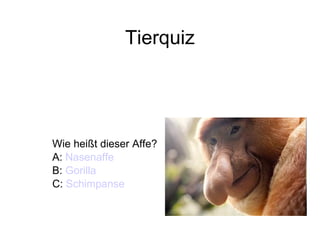 Tierquiz Wie heißt dieser Affe? A:  Nasenaffe B:  Gorilla C:  Schimpanse   