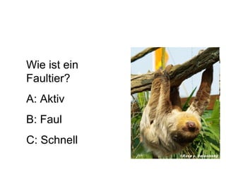 Wie ist ein Faultier? A: Aktiv B: Faul C: Schnell 
