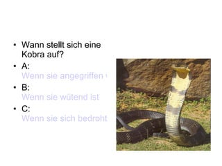 Wann stellt sich eine Kobra auf? A:  Wenn sie angegriffen wird B:  Wenn sie wütend ist C:  Wenn sie sich bedroht fühlt 