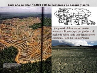 Cada año se talan 13,000 000 de hectáreas de bosque y selva




                                Ejemplos de deforestación masiva
                                tenemos a Borneo, que por producir el
                                aceite de palma sufre una deforestación
                                casi total, Haití, La isla de Pascua
 