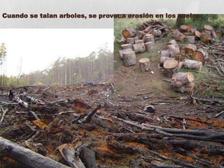 Cuando se talan arboles, se provoca erosión en los suelos
 