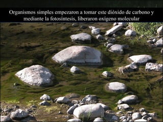 Organismos simples empezaron a tomar este dióxido de carbono y mediante la fotosíntesis, liberaron oxígeno molecular 