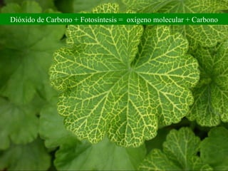 Dióxido de Carbono + Fotosíntesis =  oxígeno molecular + Carbono 