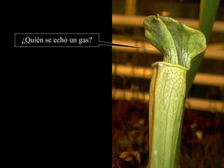 ¿Quién se echó un gas? 