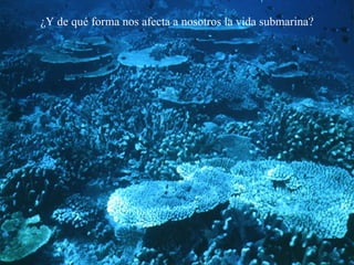 ¿Y de qué forma nos afecta a nosotros la vida submarina? 