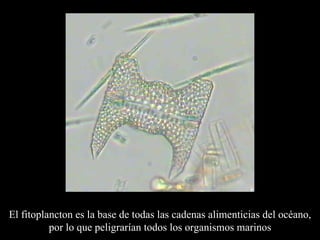 El fitoplancton es la  base de todas las cadenas aliment icias  del océano, por lo que peligrarían todos los organismos marinos 